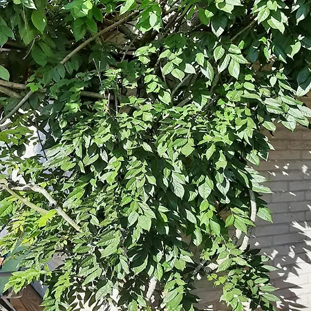 In With Terrace, Garden